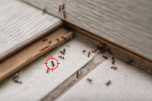 Best Ant Control Services  in Post Falls, ID